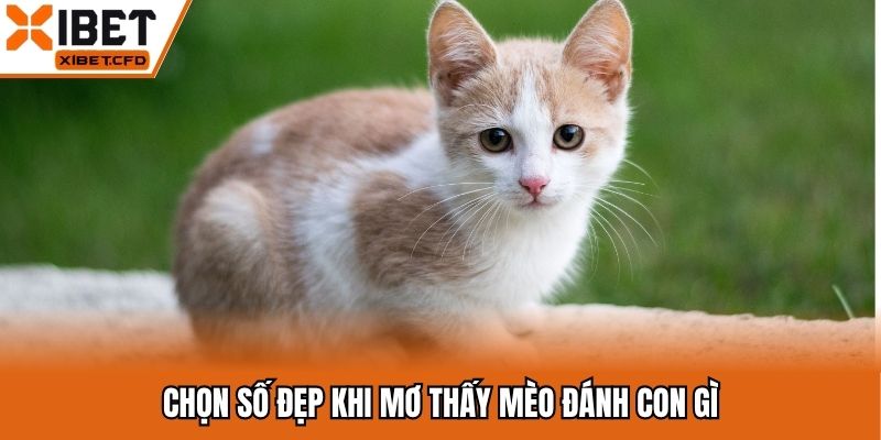 Chọn số đẹp khi mơ thấy mèo đánh con gì