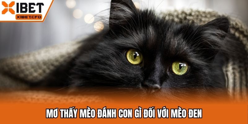 Mơ thấy mèo đánh con gì đối với mèo đen