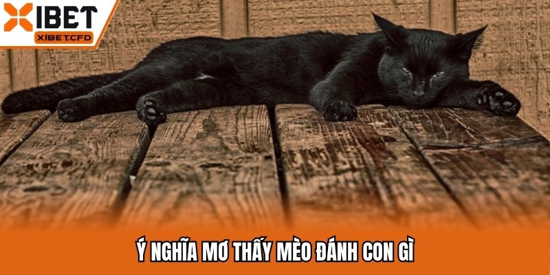 Ý nghĩa mơ thấy mèo đánh con gì